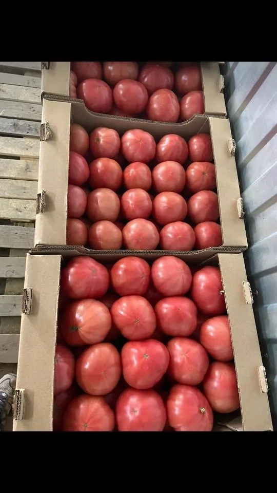 фотография продукта Розовые помидоры оптом 