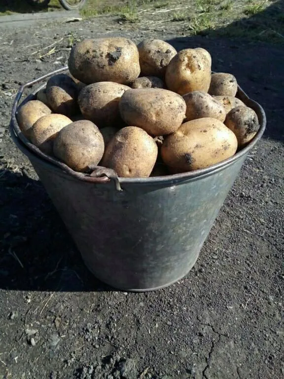 фотография продукта Лучший картофель со своего урожая