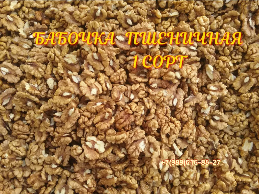фотография продукта Грецкие орехи,оптовые цены