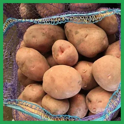 фотография продукта Картофель урожай 2020 года оптом.