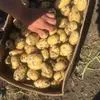 молодой картофель готов к продаже  в Ростове-на-Дону и Ростовской области
