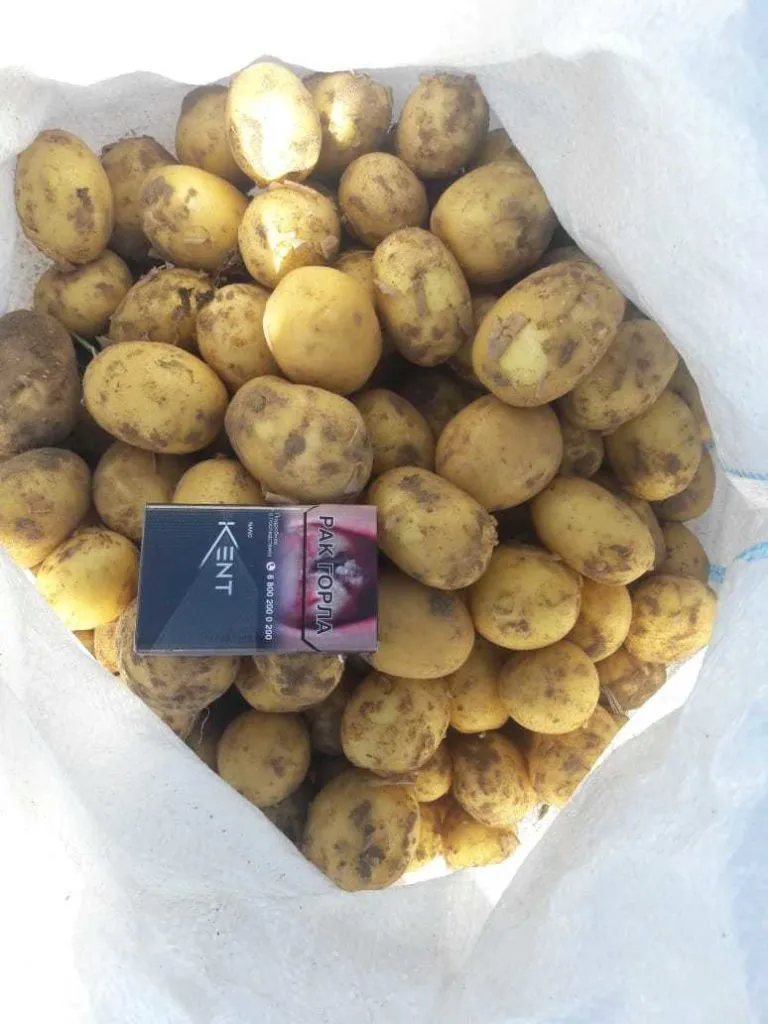 картофель 4+ (10 руб) в Волгограде