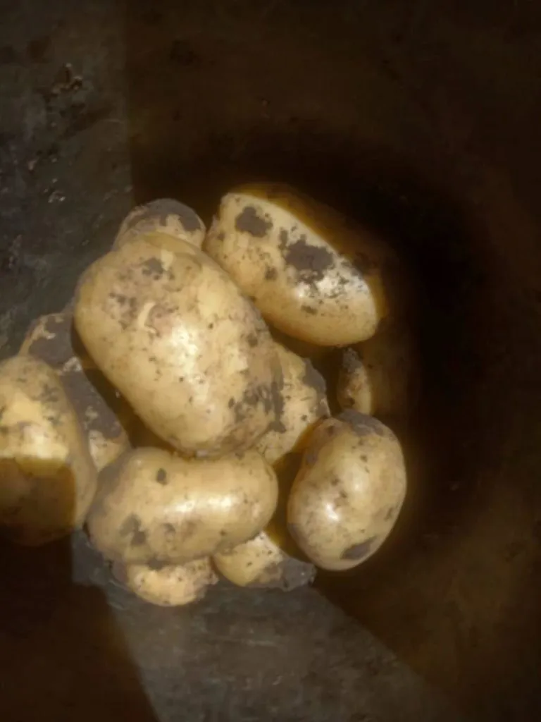 реализуем картофель нового урожая в Барнауле