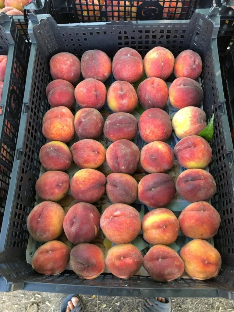 фотография продукта персики сорт "Фаворит"