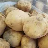 молодой картофель оптом в Киргизии 4