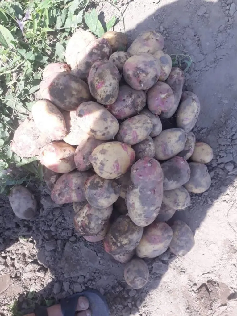 молодой картофель оптом в Киргизии 3