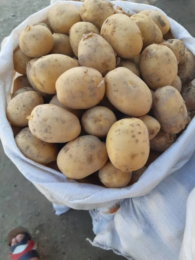 молодой картофель оптом в Киргизии
