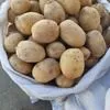 молодой картофель оптом в Киргизии