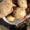 молодой картофель оптом в Киргизии 2