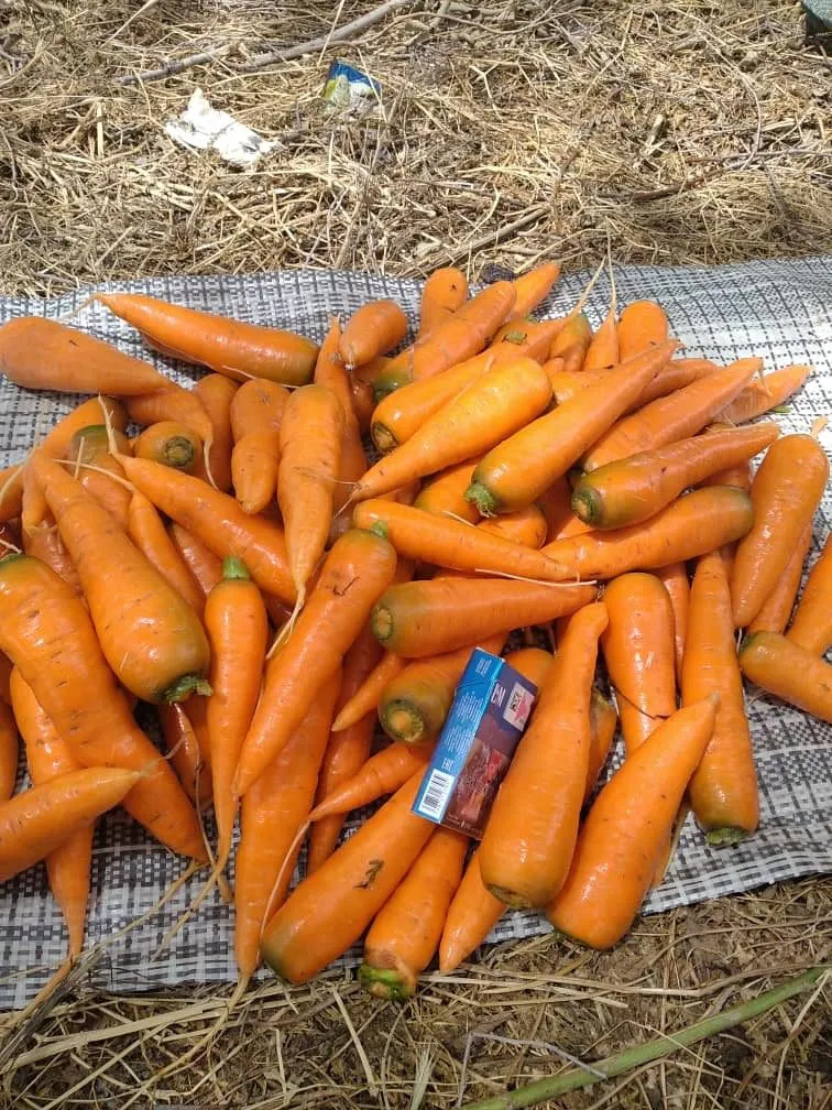 морковь урожай 2020г. оптом в Киргизии