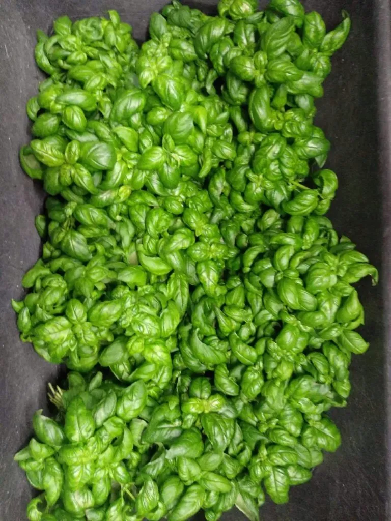 фотография продукта Базилик зеленый