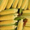 сахарная сладкая кукуруза в початках в Ростове-на-Дону
