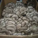 грибы Вешенка