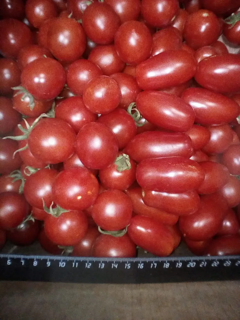 томаты черри в Волгограде 3