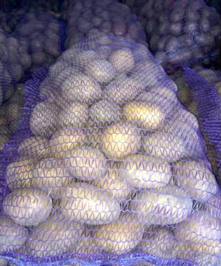 фотография продукта Мадейра молодой картофель оптом от КФХ