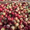 яблоки оптом от 60 рублей в Симферополе