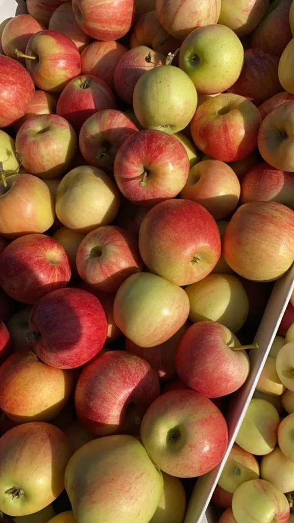 фотография продукта Продаю яблоки охлажденные