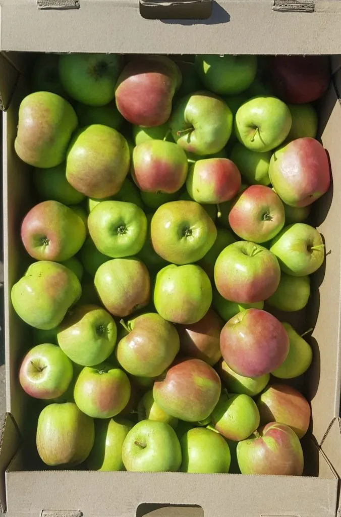 яблоко Жигулевское в Самаре