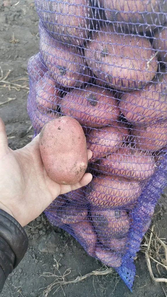 картофель отличного качества в Брянске