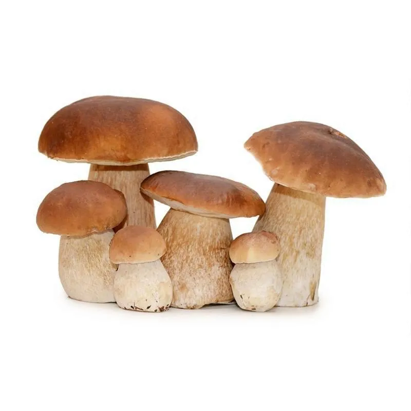 фотография продукта Белый гриб урожай 2020