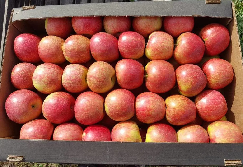 яблоки свежие в Республике Беларусь 4