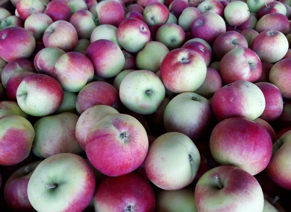 закупаем  яблоки опт от 20 тонн. в Краснодаре 2