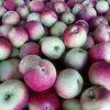закупаем  яблоки опт от 20 тонн. в Краснодаре 2