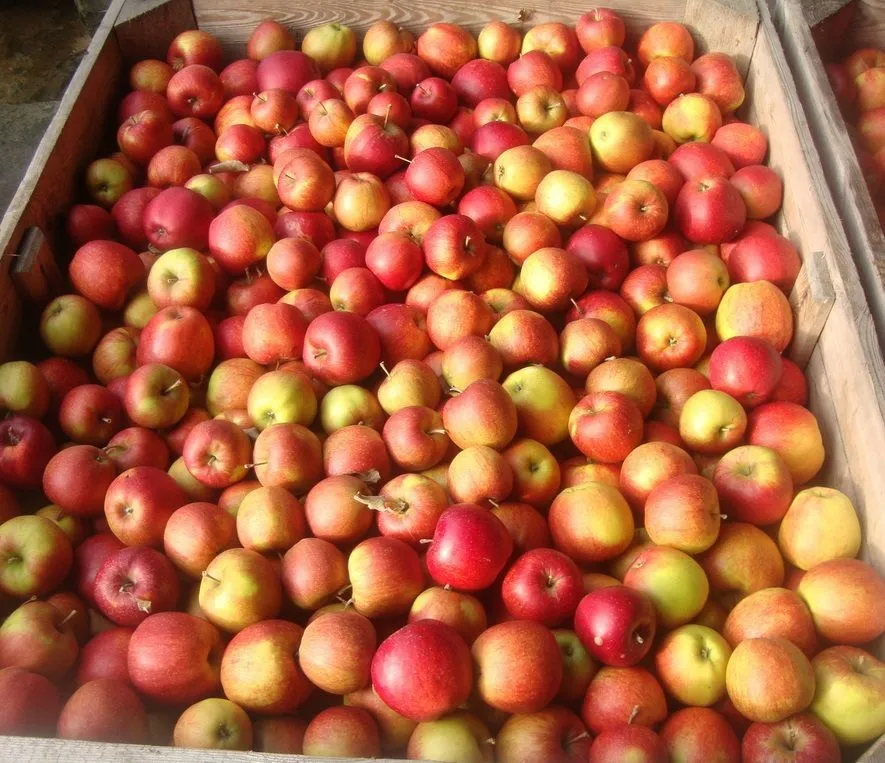 фотография продукта Закупаем  яблоки опт от 20 тонн.