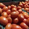 томат сливовидный нестандарт в Ульяновске 2