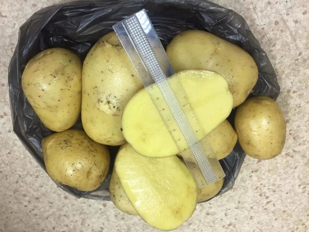 картофель 