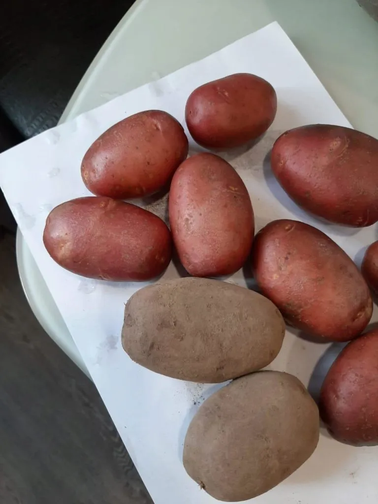 картофель оптом в Брянске