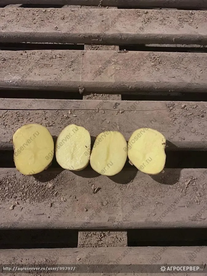 картофель оптом напрямую от фермера... в Рязани 2