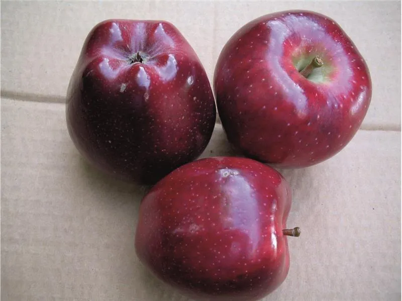 Фотография продукта Из Турции оптовая продажа яблок