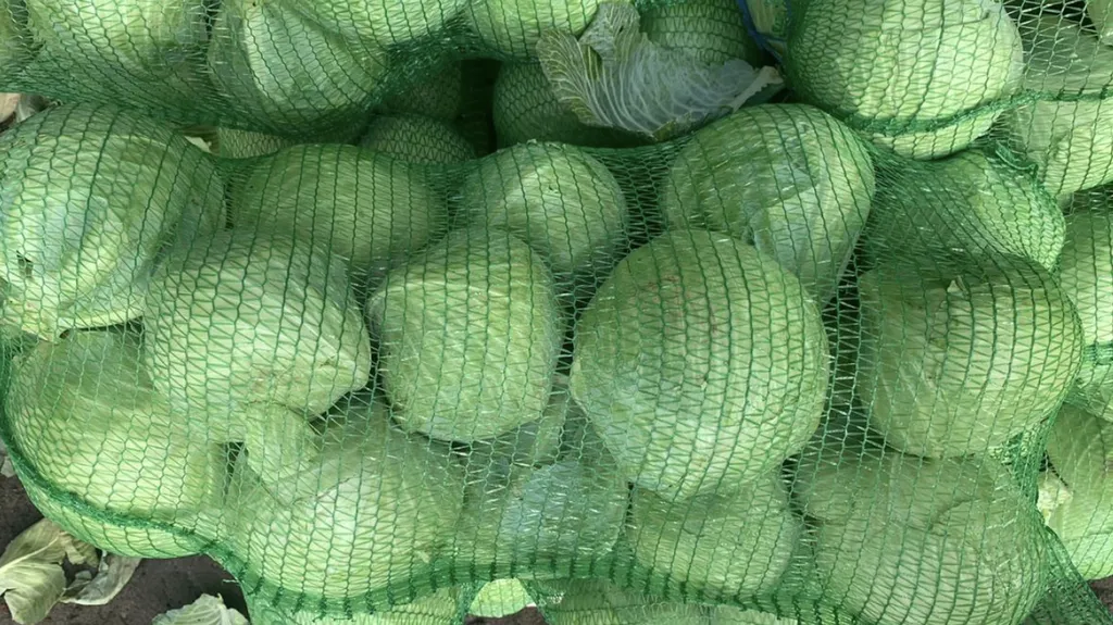 фотография продукта белокачанная капуста. зимние сорта.