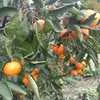 абхазские мандарины оптом с плантаций! в Краснодаре