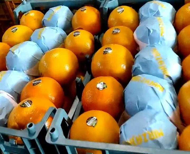 фотография продукта Апельсины, Иран