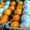 апельсины, Иран в Санкт-Петербурге