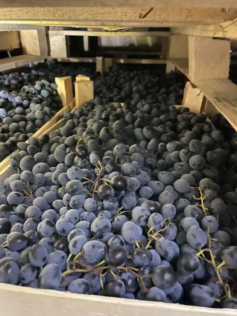 виноград Молдова оптом от производителя в Москве 2