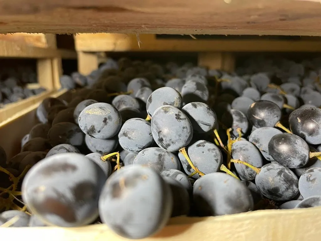виноград Молдова оптом от производителя в Москве 6