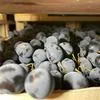 виноград Молдова оптом от производителя в Москве 6