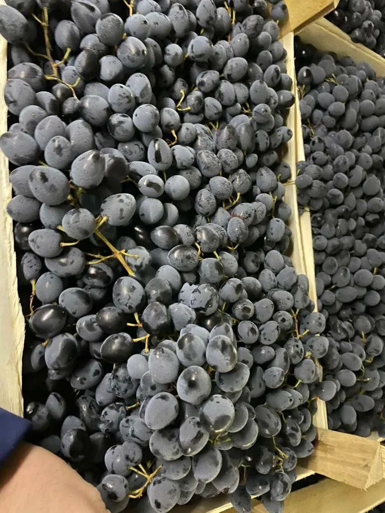 виноград Молдова оптом от производителя в Москве 5