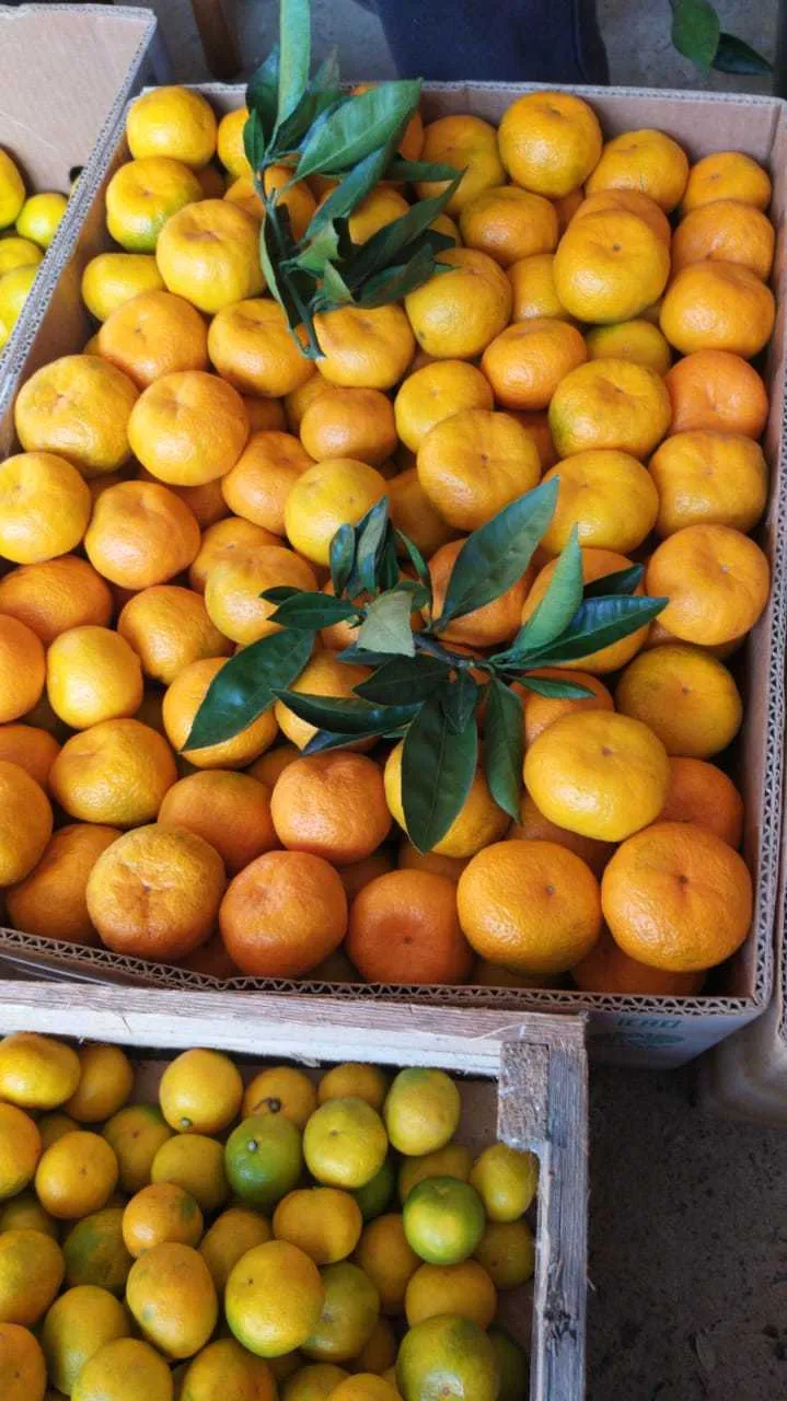 фотография продукта Мандарины,лимоны из Абхазии.