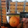 апельсин Мандарин Лимон Грейпфрут 0.60 $ в Турции
