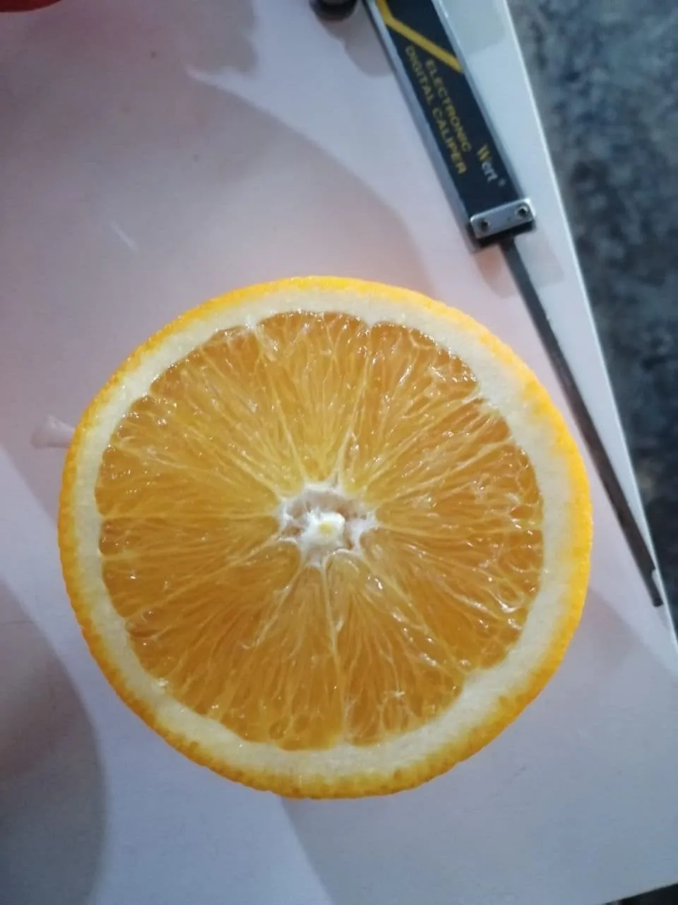 апельсин Мандарин Лимон Грейпфрут 0.60 $ в Турции 9