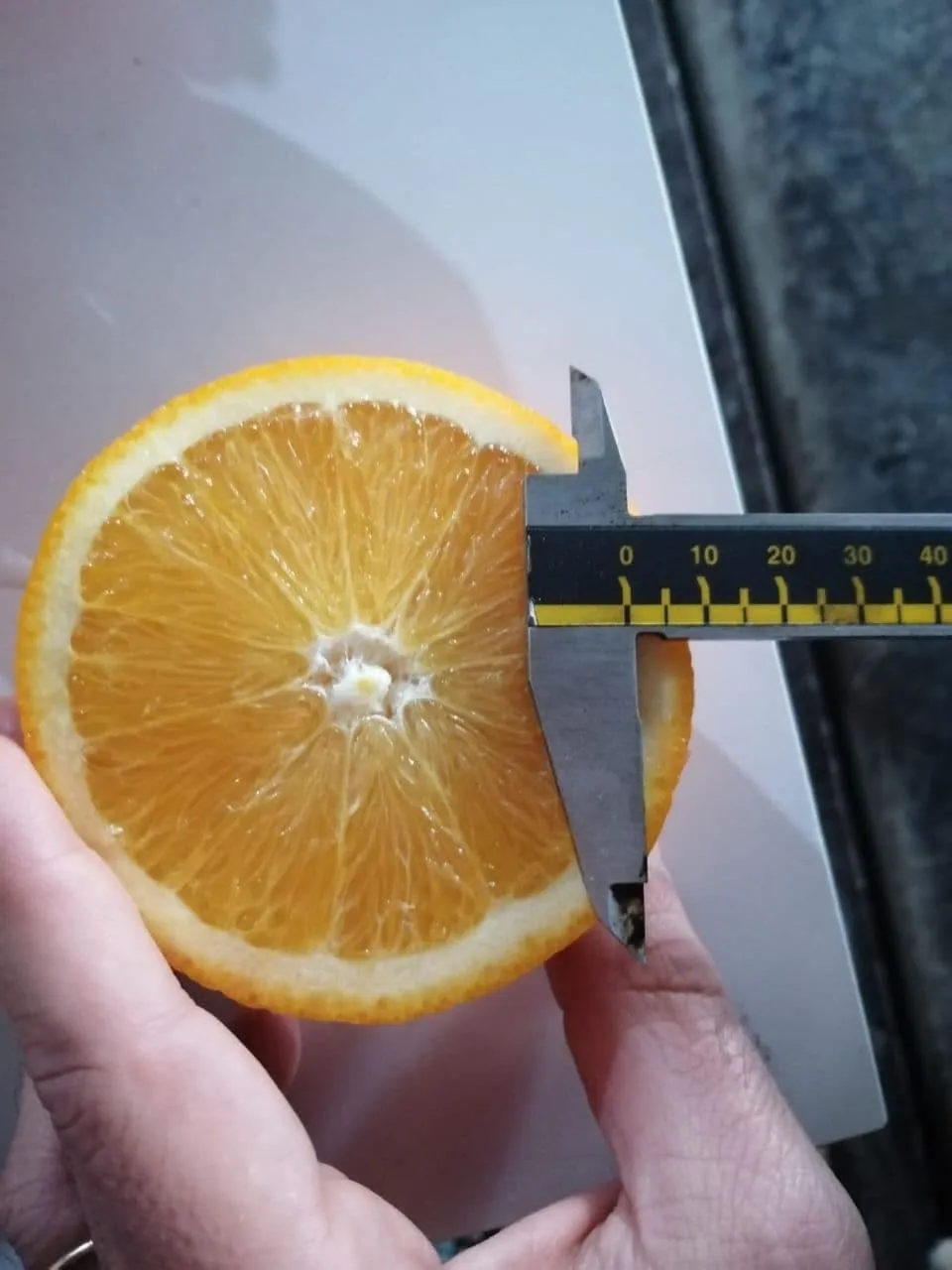 апельсин Мандарин Лимон Грейпфрут 0.60 $ в Турции 6