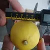 апельсин Мандарин Лимон Грейпфрут 0.60 $ в Турции 3
