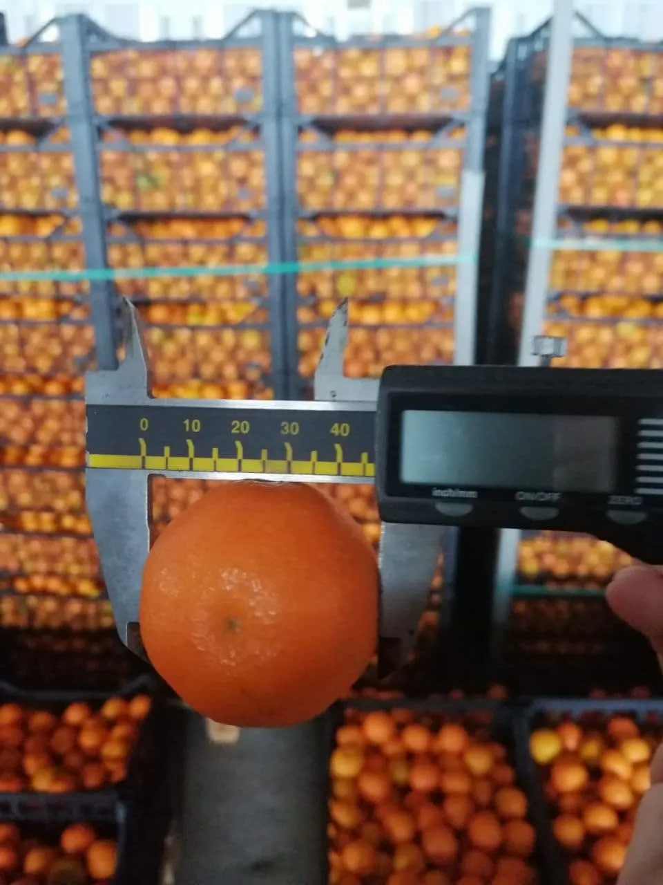 апельсин Мандарин Лимон Грейпфрут 0.60 $ в Турции 8