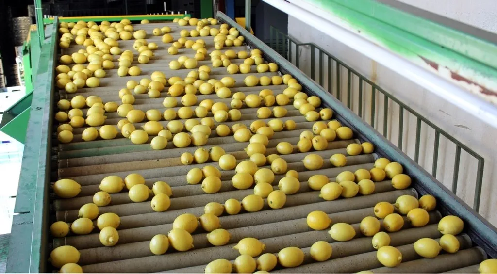 апельсин Мандарин Лимон Грейпфрут 0.60 $ в Турции 11