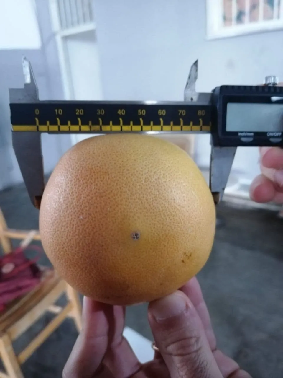 апельсин Мандарин Лимон Грейпфрут 0.60 $ в Турции 10