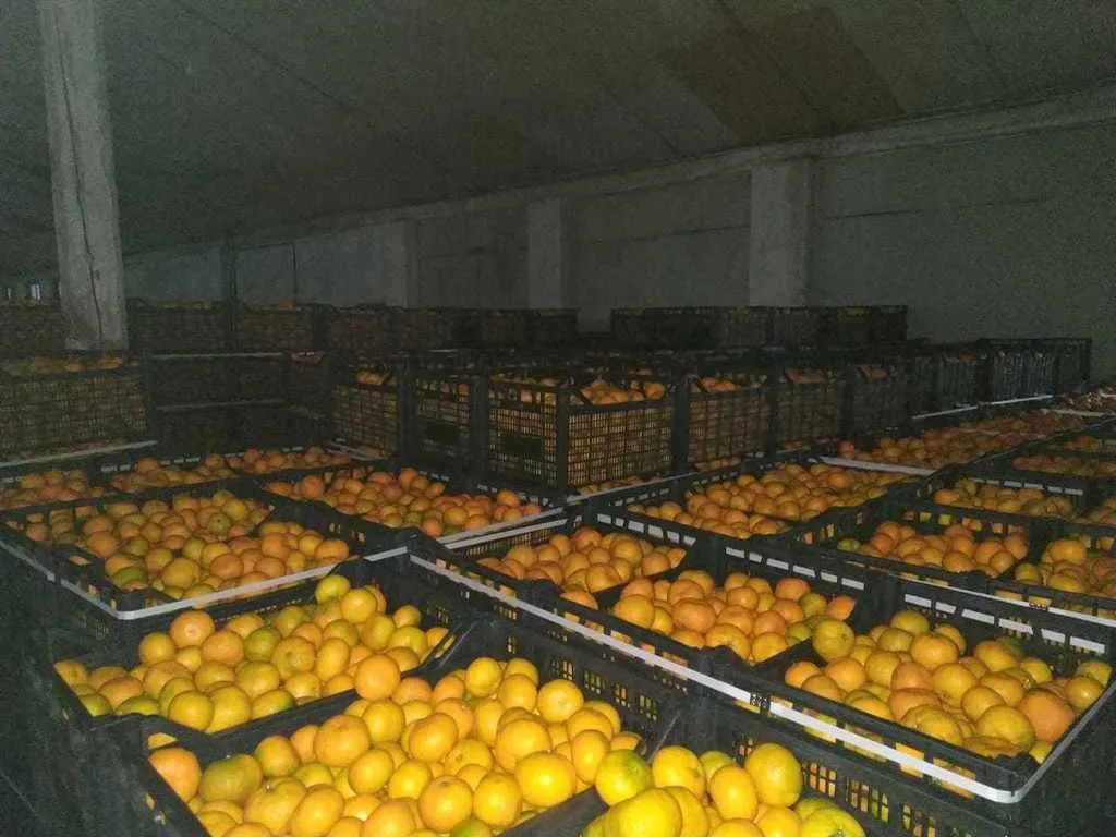 фотография продукта Абхазские мандарины, район Гальский 